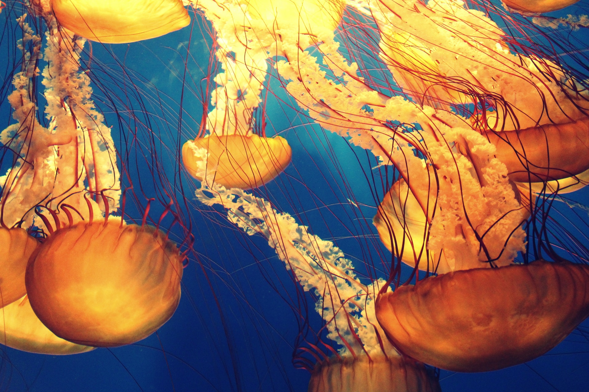 40 Beautiful And Amazing Aquatic Life Photos The Jotform Blog