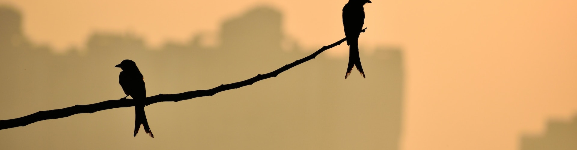 50 High Quality Examples Of Silhouette Photography