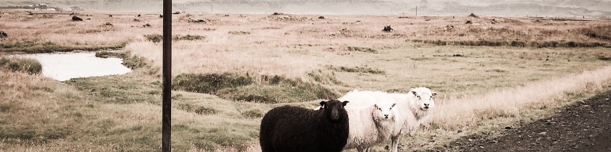 Conformity kills innovation: embrace your company's black sheep