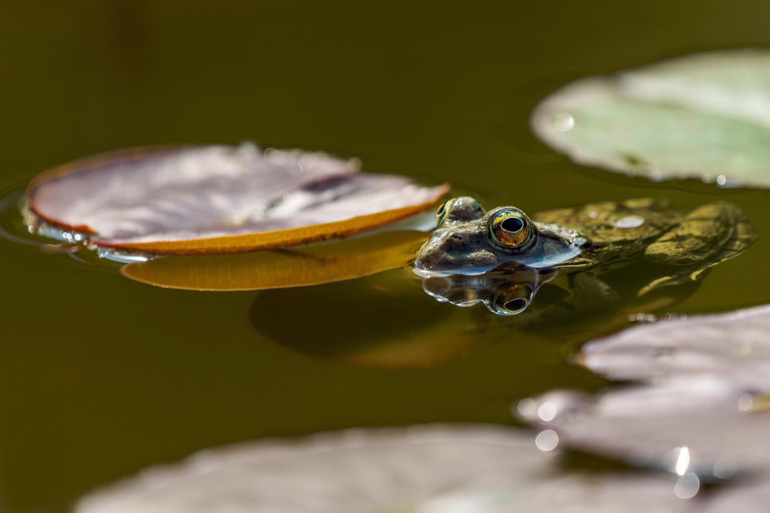 44 Impressive Examples of Reflection Photography | The Jotform Blog