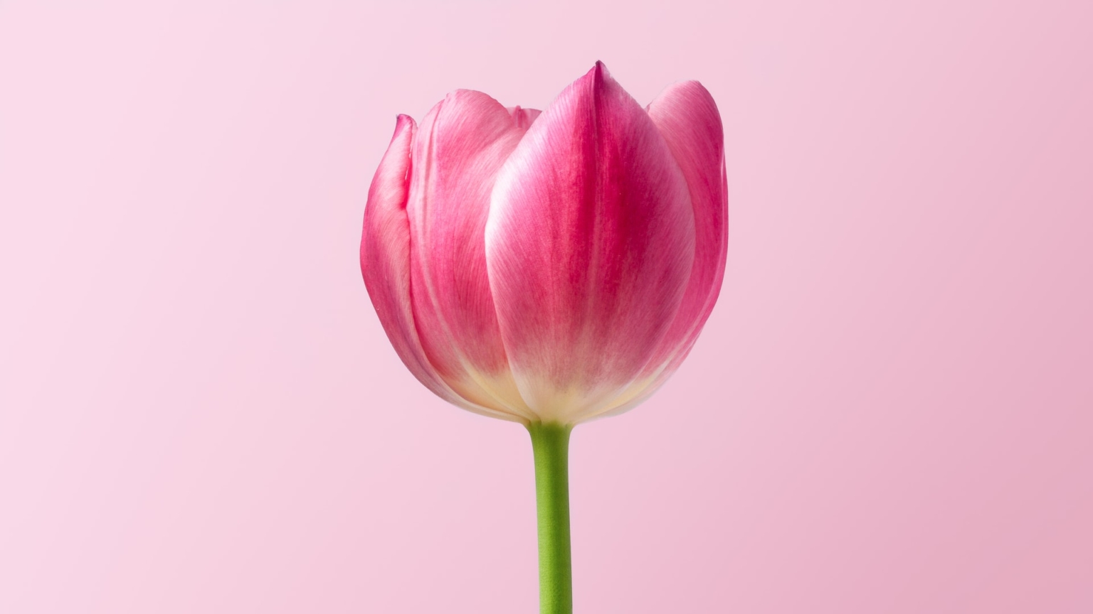 50 Beautiful Examples of Flower Photography The Jotform Blog